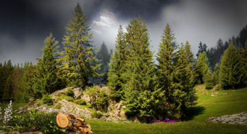 Картинка природа лес простор