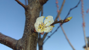 Картинка цветы цветущие+деревья+ +кустарники весна 2018