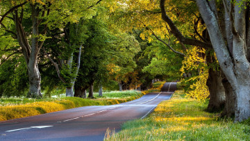 Картинка природа дороги дорога деревья пейзаж