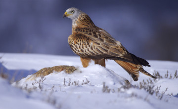 Картинка животные птицы+-+хищники птичка