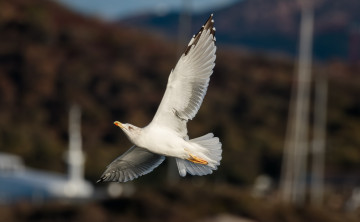 Картинка животные Чайки +бакланы +крачки птичка