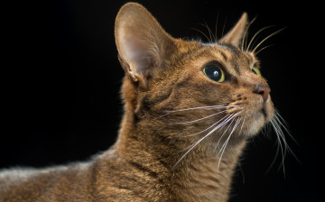 Картинка животные коты киса