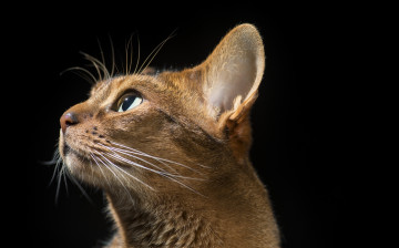 Картинка животные коты киса