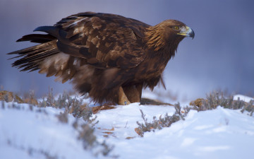 Картинка животные птицы+-+хищники птичка