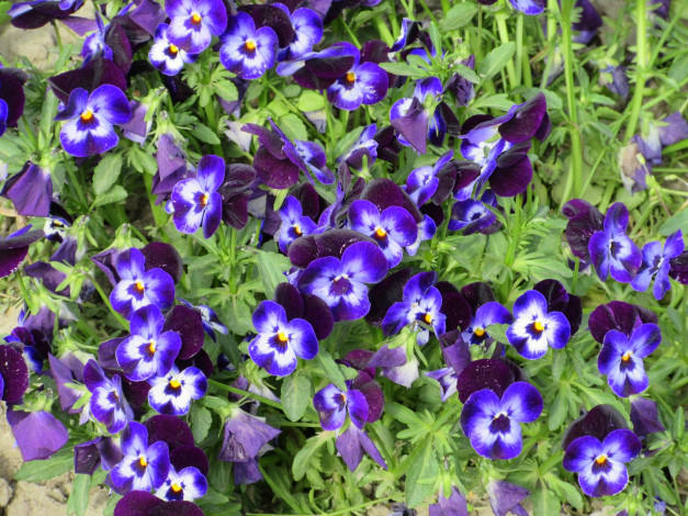 Обои картинки фото цветы, анютины глазки , садовые фиалки, весна, 2018