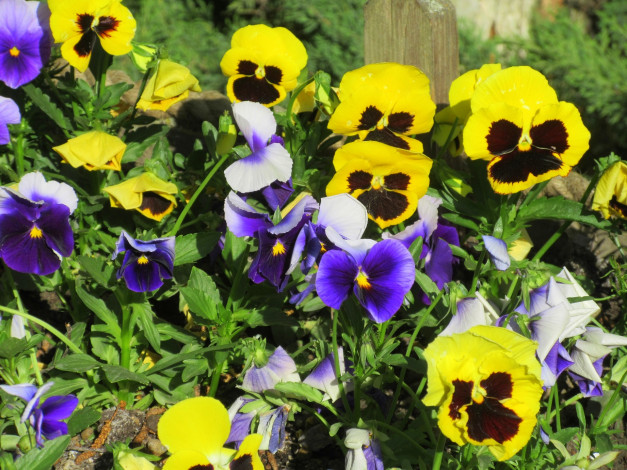 Обои картинки фото цветы, анютины глазки , садовые фиалки, весна, 2018