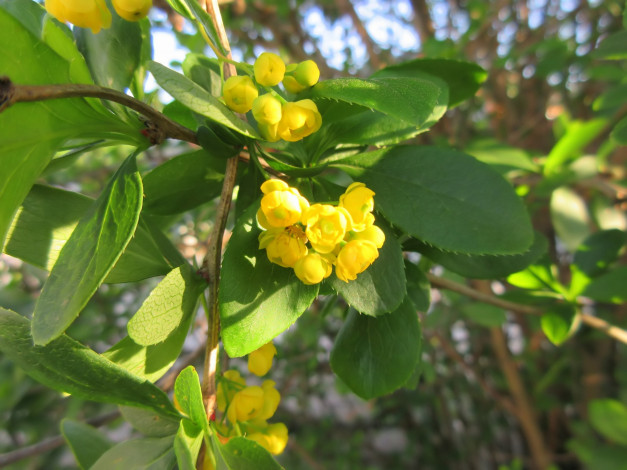 Обои картинки фото цветы, цветущие деревья ,  кустарники, весна, 2018