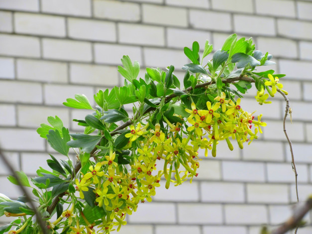 Обои картинки фото цветы, цветущие овощи,  ягоды, весна, 2018