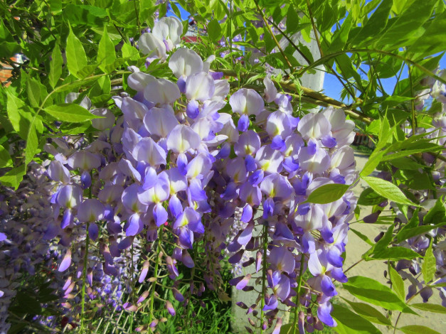 Обои картинки фото цветы, глициния, весна, 2018