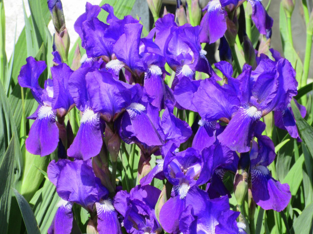 Обои картинки фото цветы, ирисы, весна, 2018