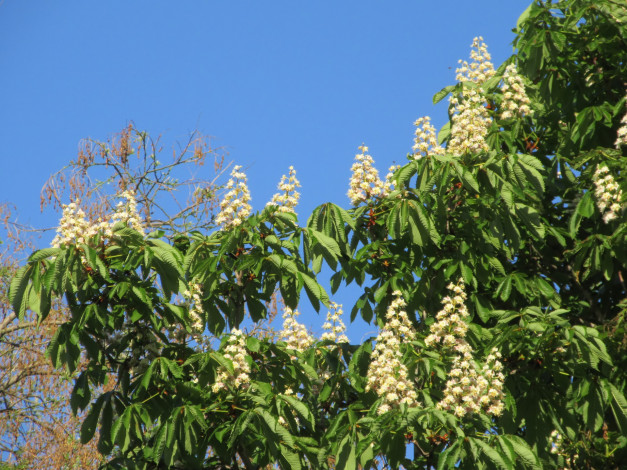 Обои картинки фото цветы, каштаны, весна, 2018