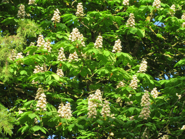 Обои картинки фото цветы, каштаны, весна, 2018