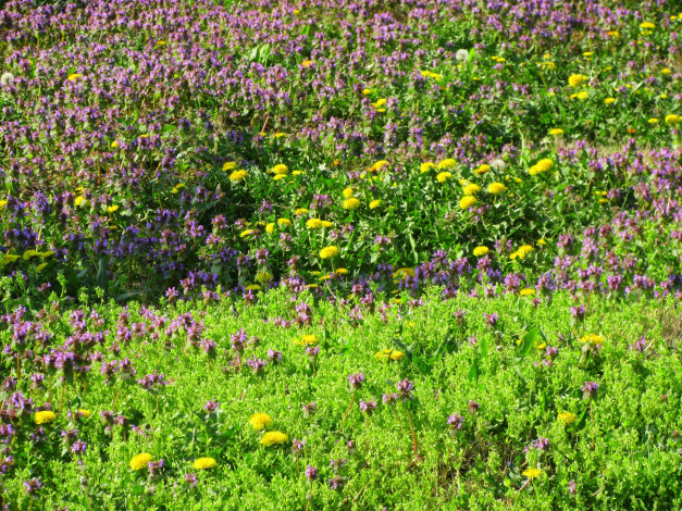 Обои картинки фото цветы, луговые , полевые,  цветы, луг