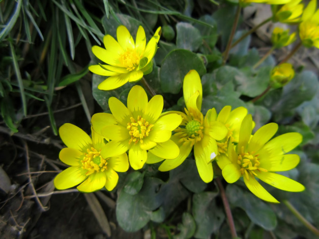 Обои картинки фото цветы, луговые , полевые,  цветы, макро