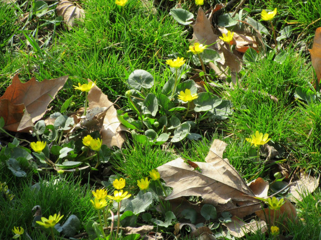 Обои картинки фото цветы, луговые , полевые,  цветы, трава