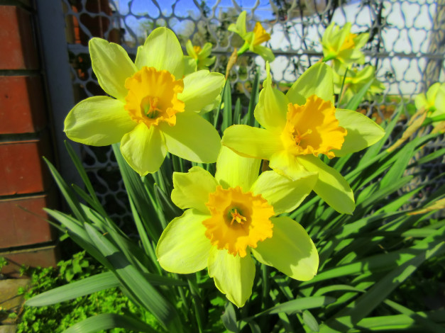 Обои картинки фото цветы, нарциссы