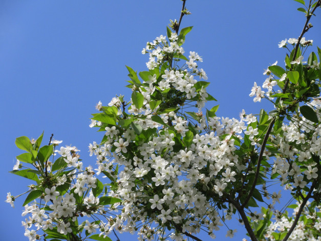 Обои картинки фото цветы, сакура,  вишня, весна, 2018