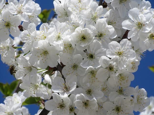 Обои картинки фото цветы, сакура,  вишня, весна, 2018