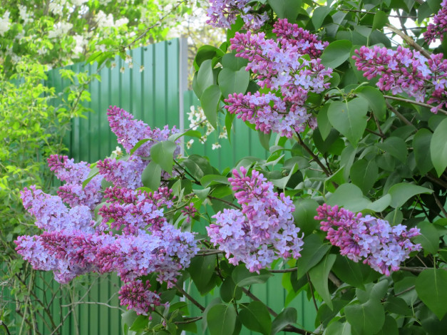 Обои картинки фото цветы, сирень, весна, 2018