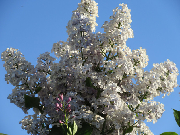 Обои картинки фото цветы, сирень, весна, 2018