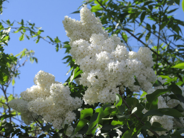 Обои картинки фото цветы, сирень, весна, 2018
