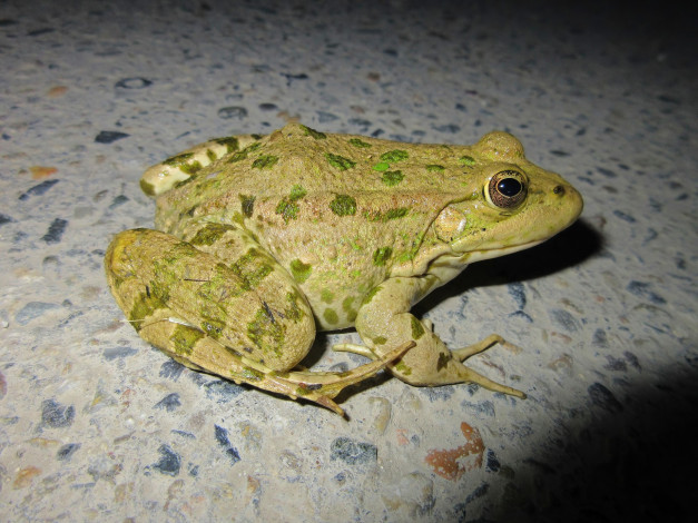 Обои картинки фото животные, лягушки, весна, 2018