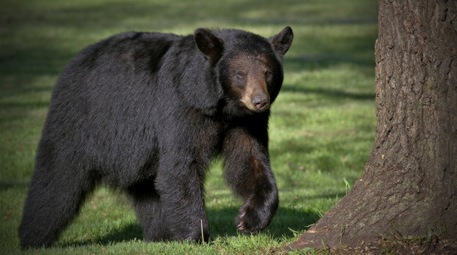 Обои картинки фото животные, медведи, медведь, хищник, черный