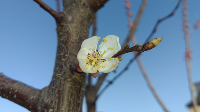 Обои картинки фото цветы, цветущие деревья ,  кустарники, весна, 2018