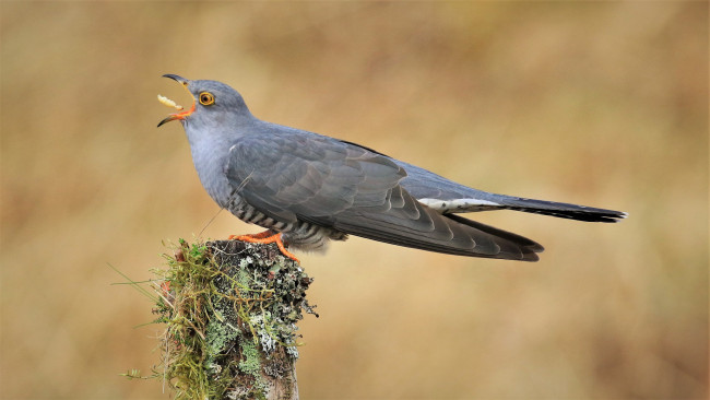 Обои картинки фото животные, птицы, птичка
