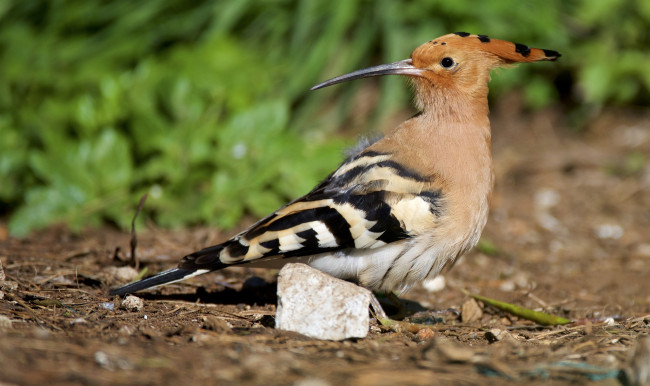 Обои картинки фото животные, удоды, птичка