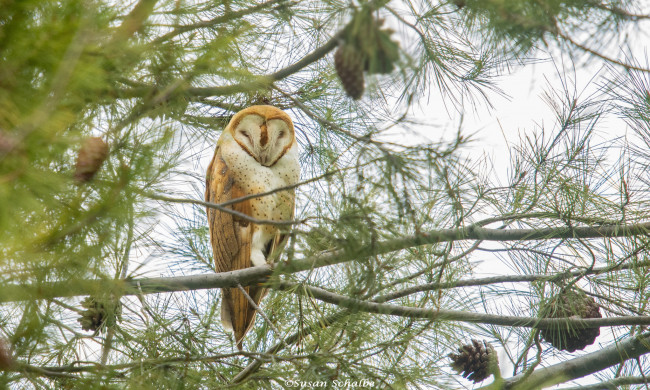 Обои картинки фото животные, совы, птичка