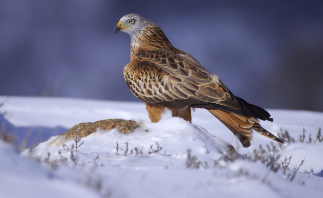 Обои картинки фото животные, птицы - хищники, птичка