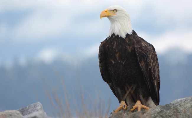 Обои картинки фото животные, птицы - хищники, птичка