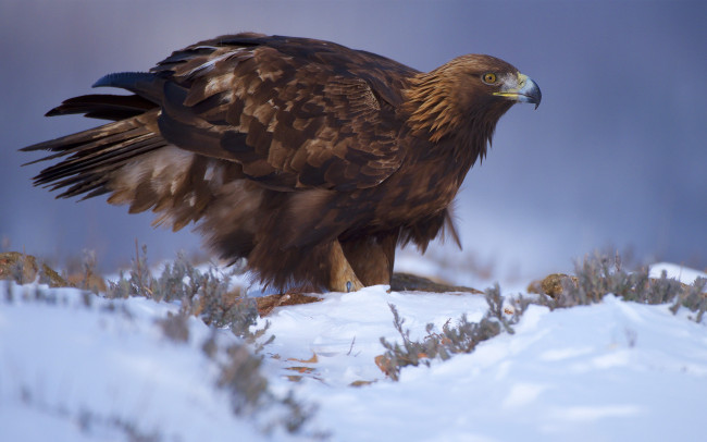 Обои картинки фото животные, птицы - хищники, птичка