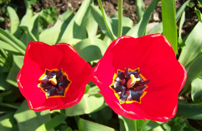 Обои картинки фото цветы, тюльпаны