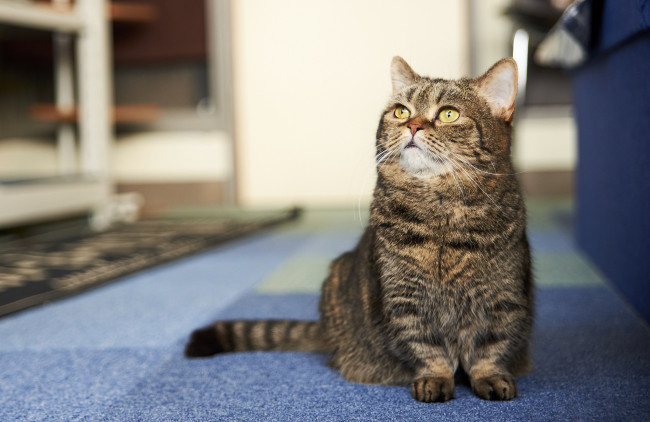 Обои картинки фото животные, коты, киса