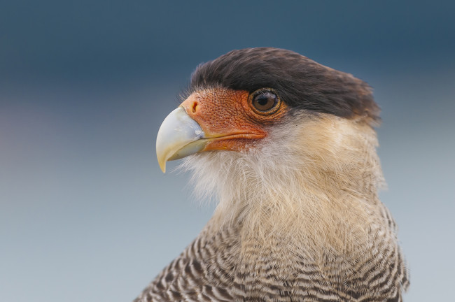 Обои картинки фото животные, птицы - хищники, птичка