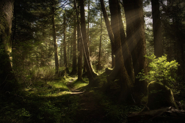 Обои картинки фото природа, лес, простор