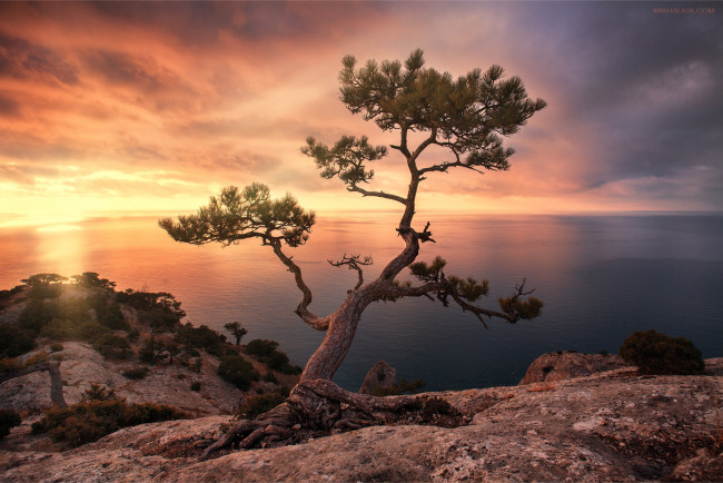 Обои картинки фото природа, восходы, закаты, цветы, ваза, wood, маргаритки