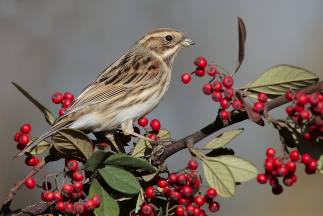 Обои картинки фото животные, птицы, птичка