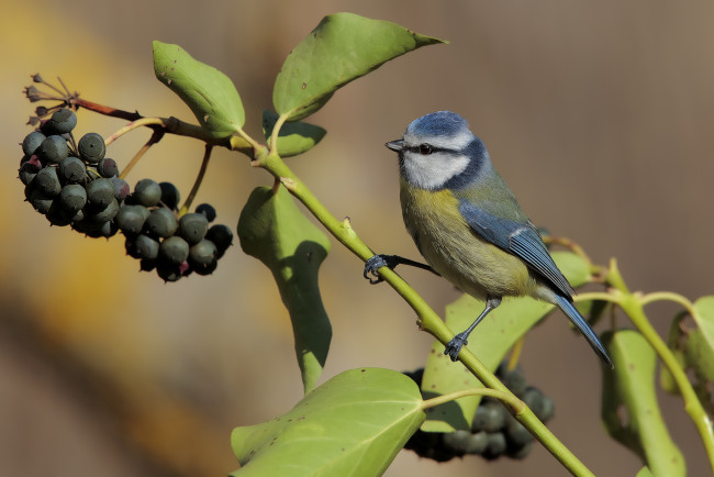 Обои картинки фото животные, синицы,  лазоревки, птичка