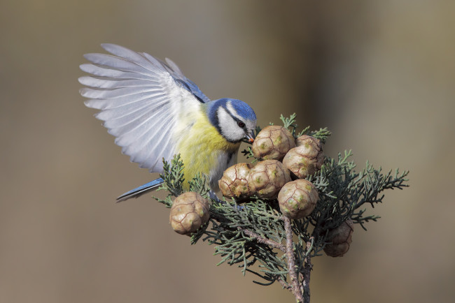 Обои картинки фото животные, синицы,  лазоревки, птичка