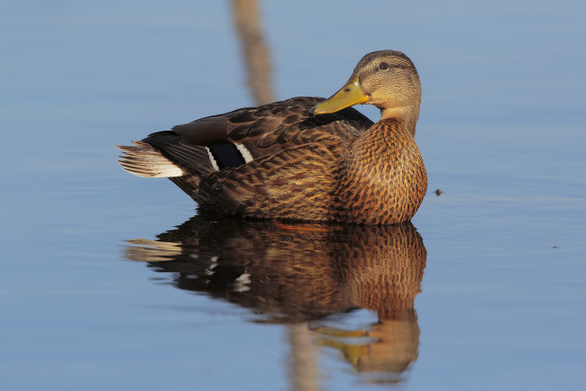 Обои картинки фото животные, утки, птичка
