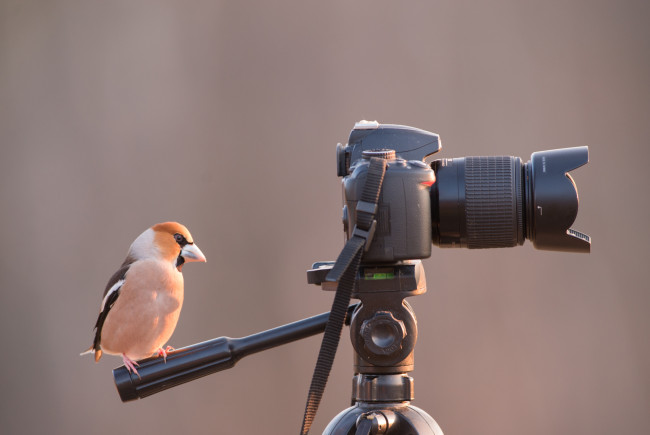 Обои картинки фото животные, птицы, птичка
