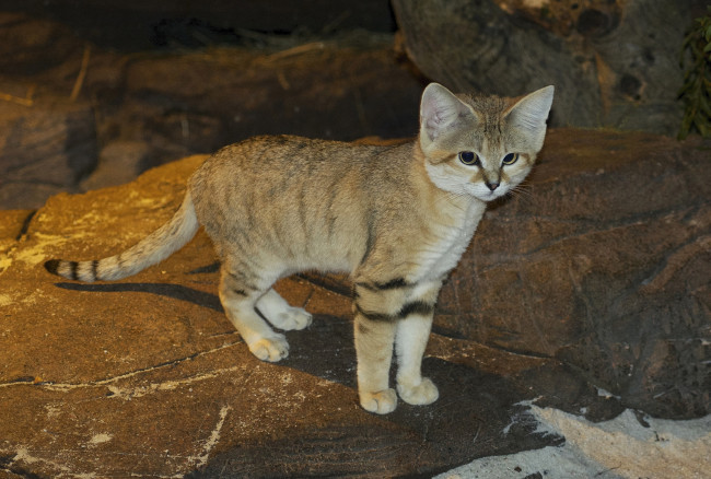 Обои картинки фото sand cat, животные, дикие кошки, киса