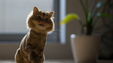 Картинка кошки животные коты