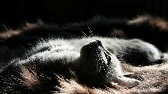 Обои картинки фото кошки, животные, коты