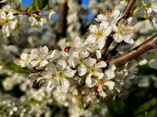 Картинка 11 04 2022 цветы цветущие+деревья+ +кустарники весна