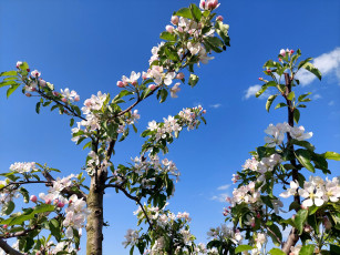 Картинка цветы цветущие+деревья+ +кустарники яблоня цветение весна 2022