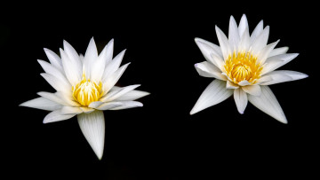 Картинка цветы лилии+водяные +нимфеи +кувшинки дуэт белые лилии